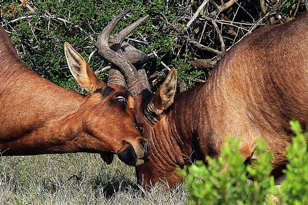 Close up battling hartebeest