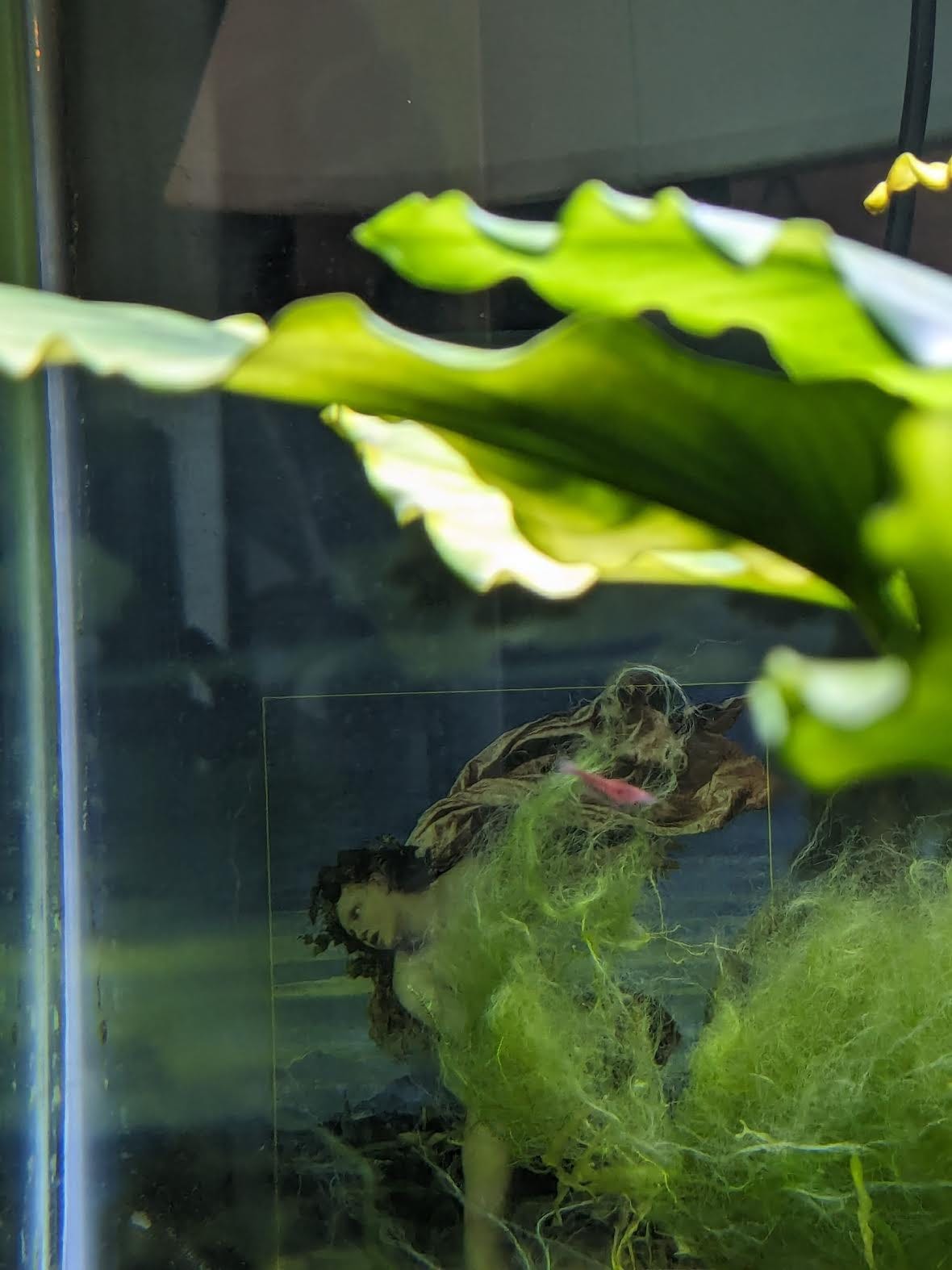 A shrimp ignoring a print of Titian's "Bacchus and Ariadne."