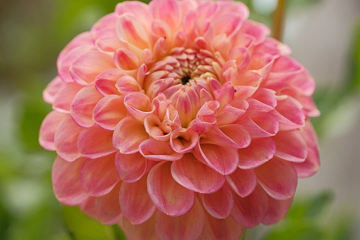 Dahlias from a grab bag purchase