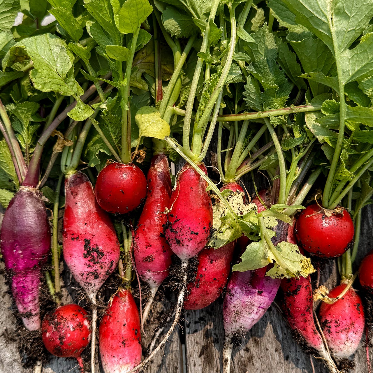 Notes from the Roots