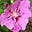 Linda Lee Williams's avatar