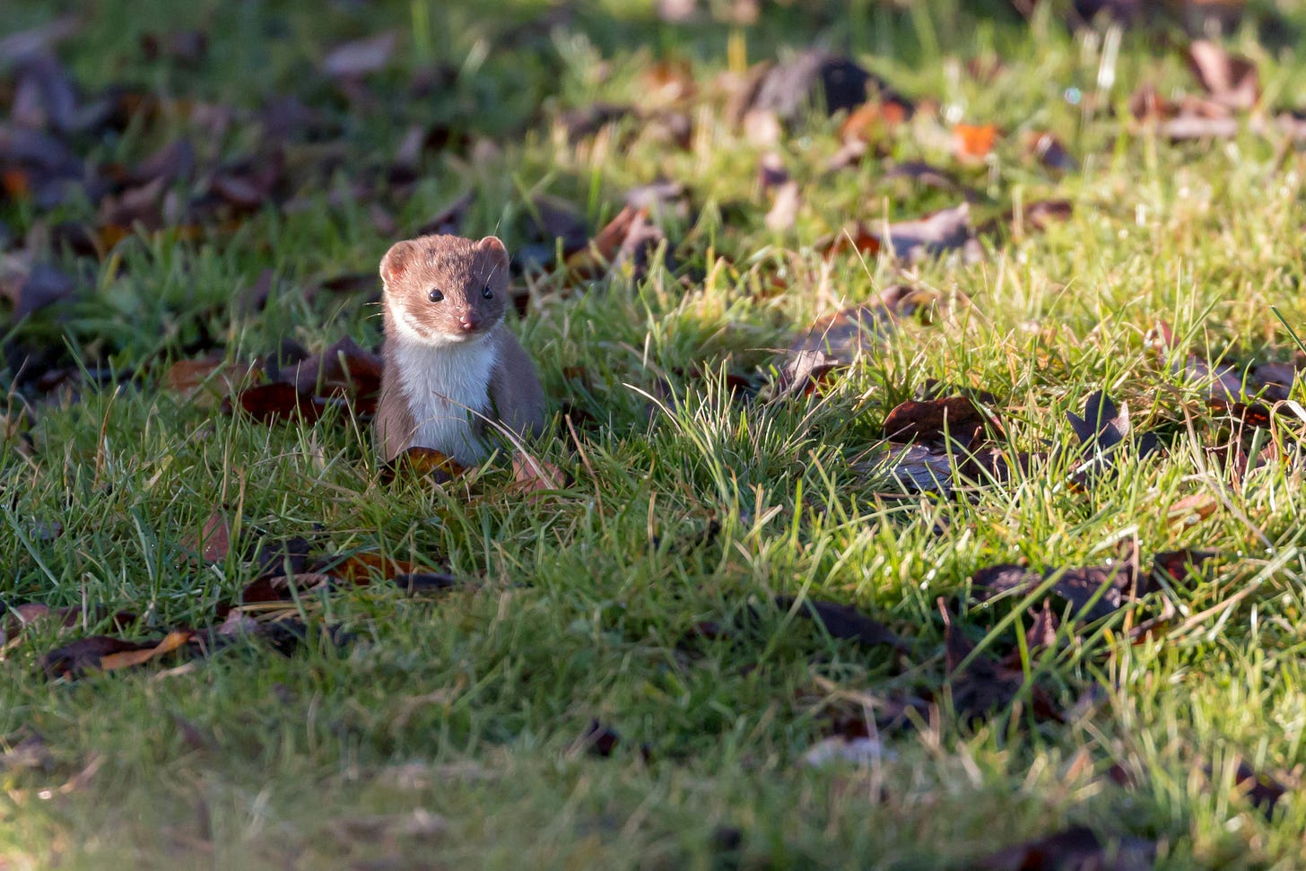 Photo by Radovan Zierik: https://www.pexels.com/photo/white-and-brown-rodent-on-green-grass-3912712/