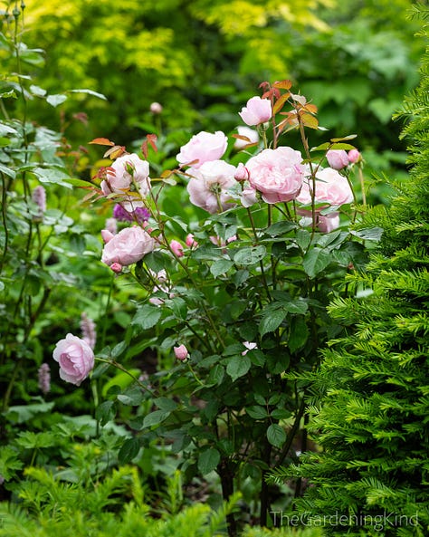 Garden roses in flower