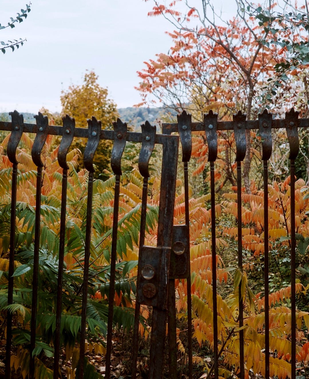 Rusty gate with autumn foliage in background Rusty gate with autumn foliage in background