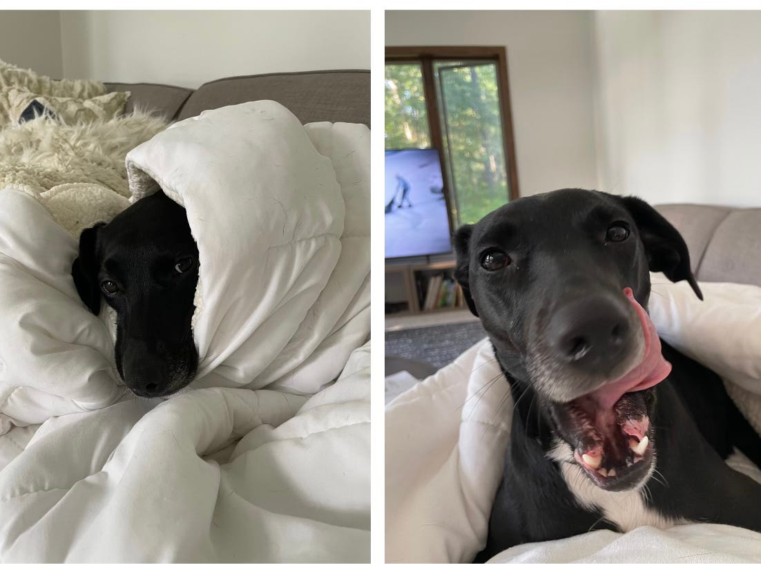 a black and white dog under a comforter on a couch