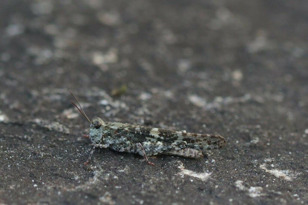 Grasshopper on dark rock. The grasshopper's body is covered in dark gray and pale blue-green shapes that resemble lichen on dark gray rock