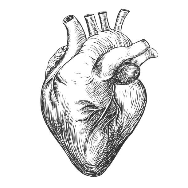 5,500+ Victorian Heart Stock Photos, Pictures & Royalty-Free ...