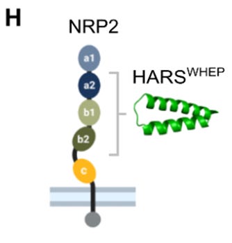 A diagram of a protein-rich protein

AI-generated content may be incorrect.