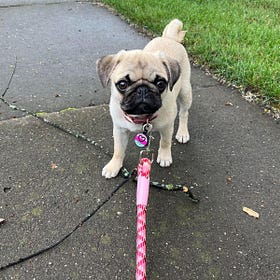 Contrarian Pet of the Week