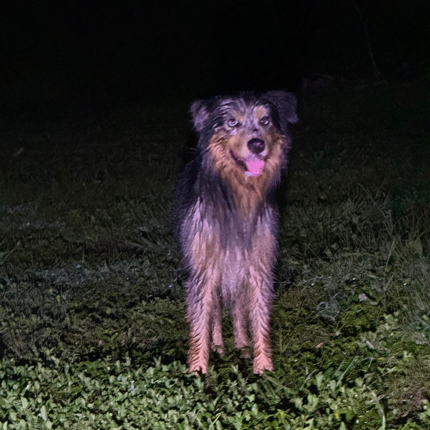 Cashew standing alert at a distance visibly wet. Cashew standing alert at a distance visibly wet.