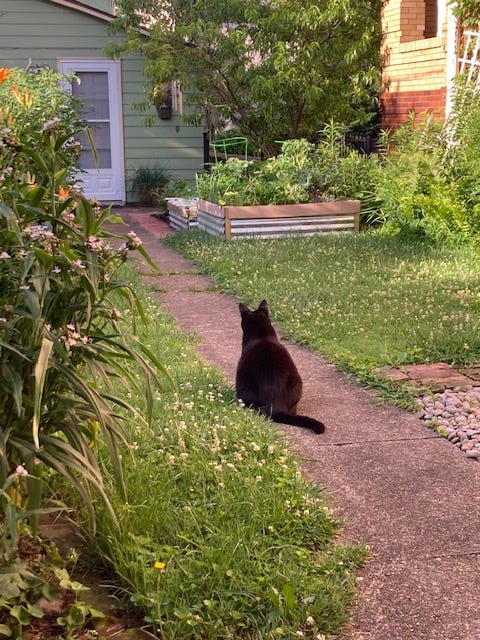 Fat black cat sitting on a sidewalk in the garden in the early morning Fat black cat sitting on a sidewalk in the garden in the early morning