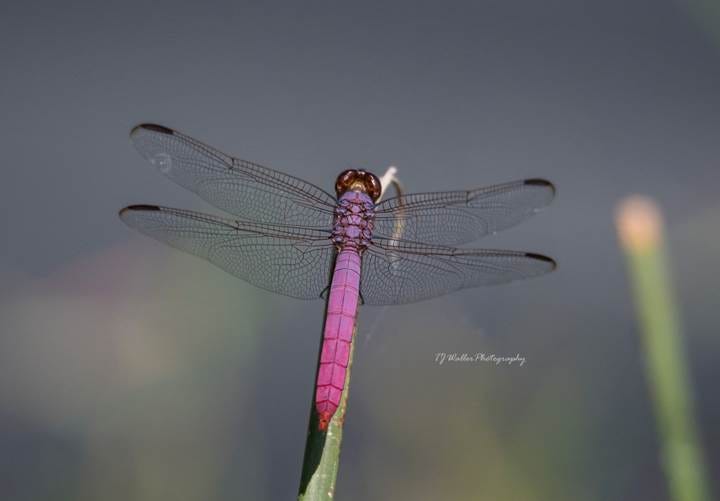 Male Roseate Skimmer Male Roseate Skimmer