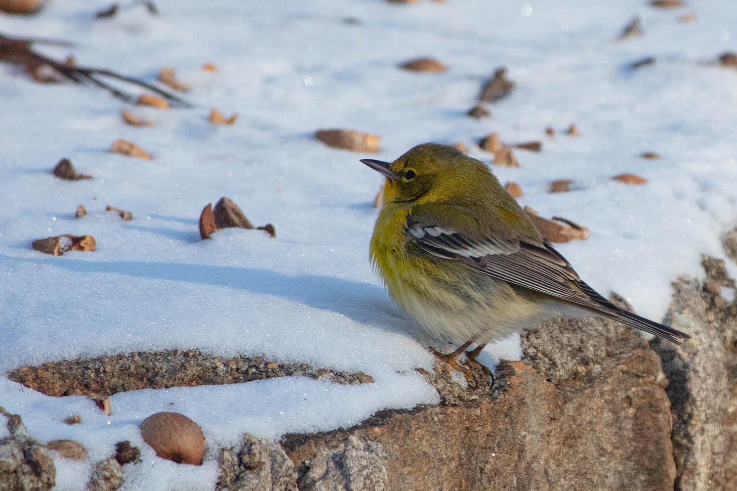 A small, cute mostly yellow bird, with black and white wings, perched at the edge of a rock wall next to snow-covered ground