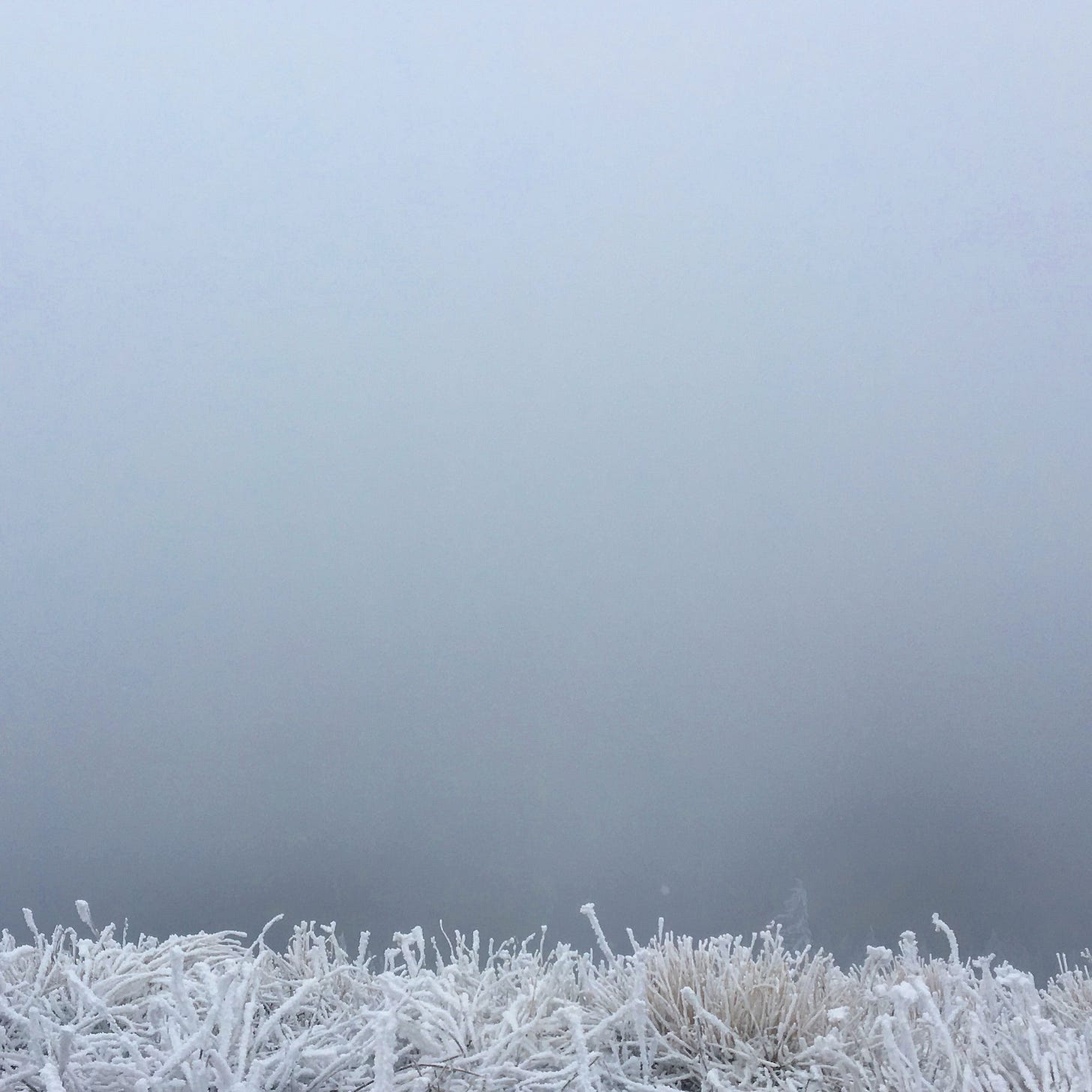 frost covered bushes foreground a wall of white fog