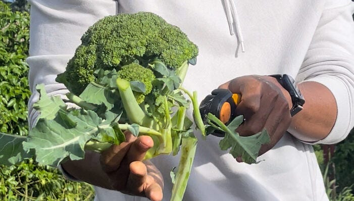 Harvest Vegetables