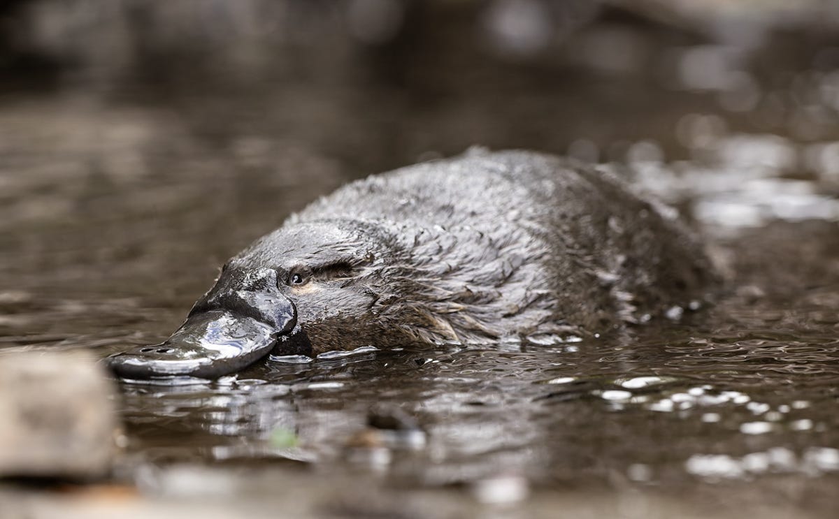 A platypus 