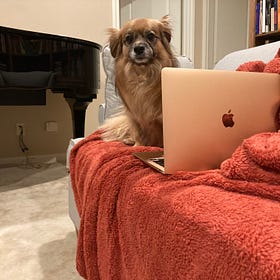 a dog’s life