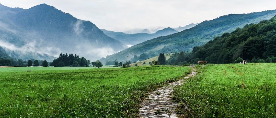 gray and white pathway between green plants on vast valley