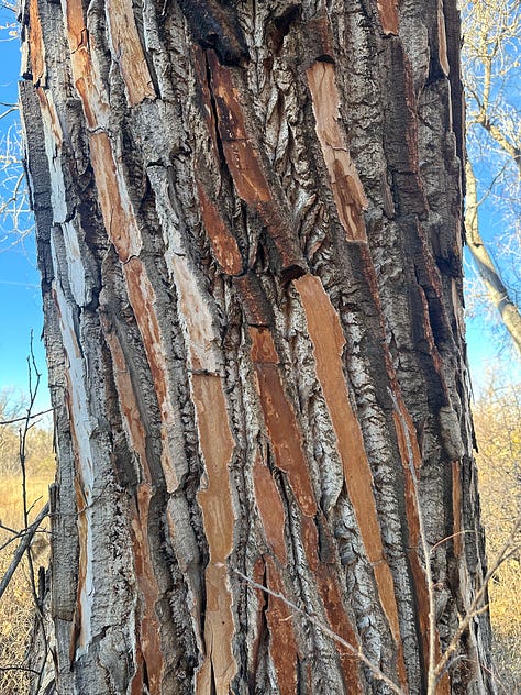 Cottonwood trees, muskrat, and hawk in a suburban park, with blue sky and fields of gold. 