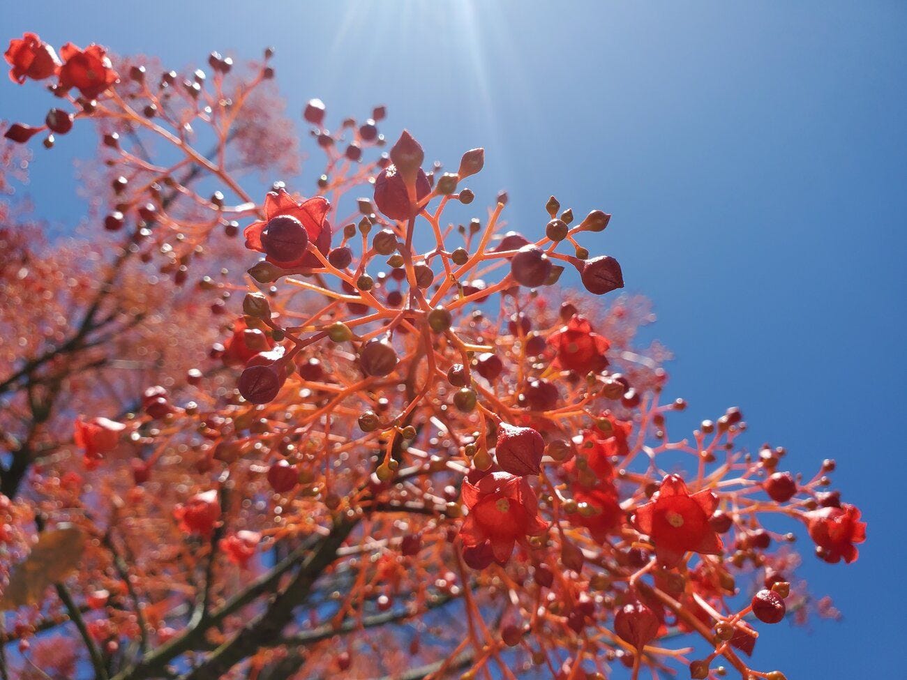 Brachychiton acerifolius [Flowers - Chiswick] 20221129_134836.jpg