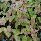 13 plants for early-October earth tones and pops of bright