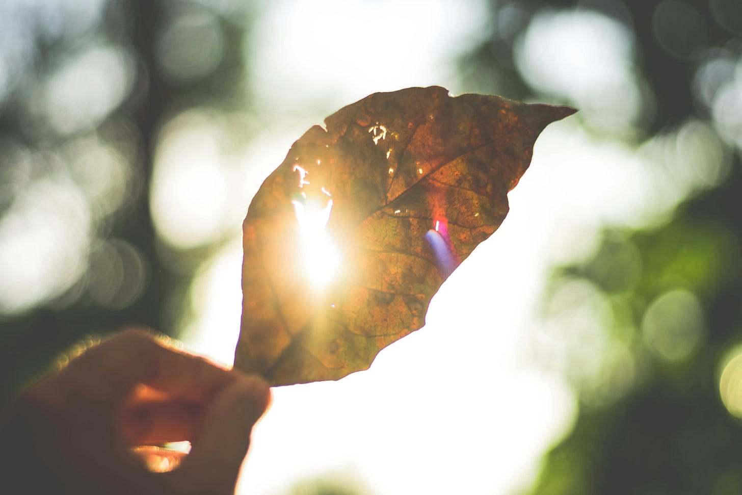 Leaf with sunlight shining through it