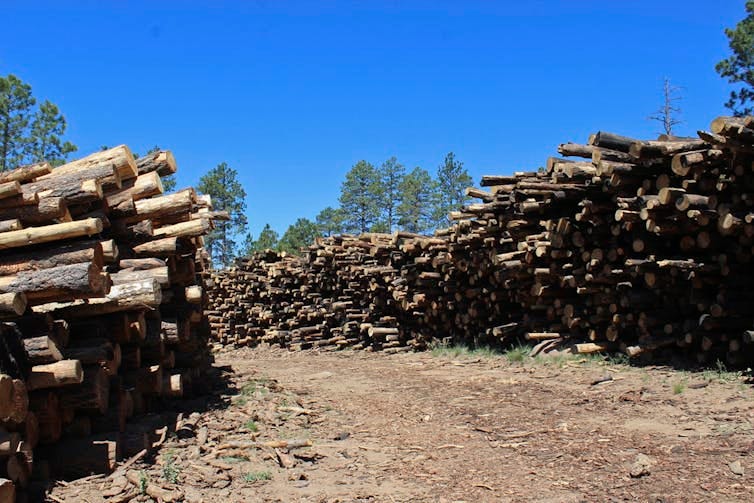 Tall stacks of logs left beside a road after a forest thinning project in the Arizona mountains.