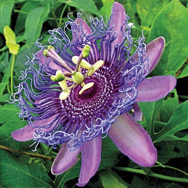 Purple Passion Flower | Spring Hill Nurseries Purple Passion Flower | Spring Hill Nurseries