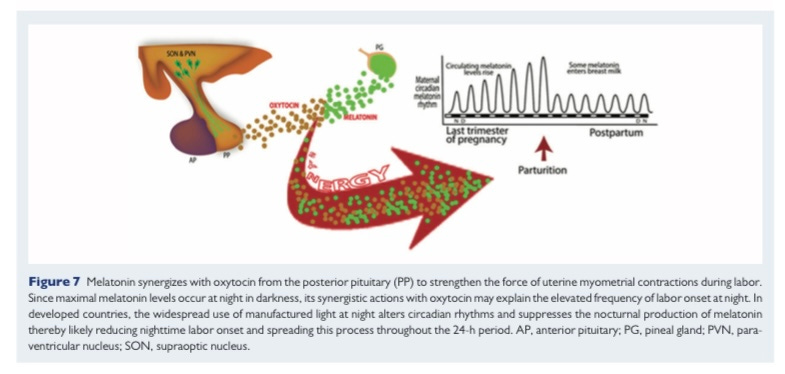 Graphic showing the maternal rise in melatonin leading up to childbirth, and the synergistic role melatonin has with oxytocin.