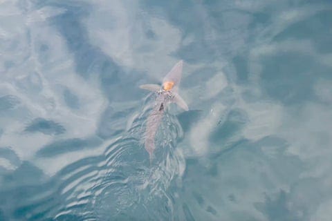An octopus rides on a shark.