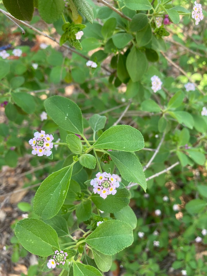 Current blooms in the Florida-Friendly Landscaping demo garden include pale pink flowers of beautyberry, tiny white flowers of scorpion tail, yellow flowers of perennial peanut, and white flower clusters of wild lantana.