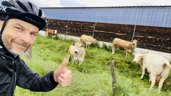 Christian montrant des vaches dans un champs
