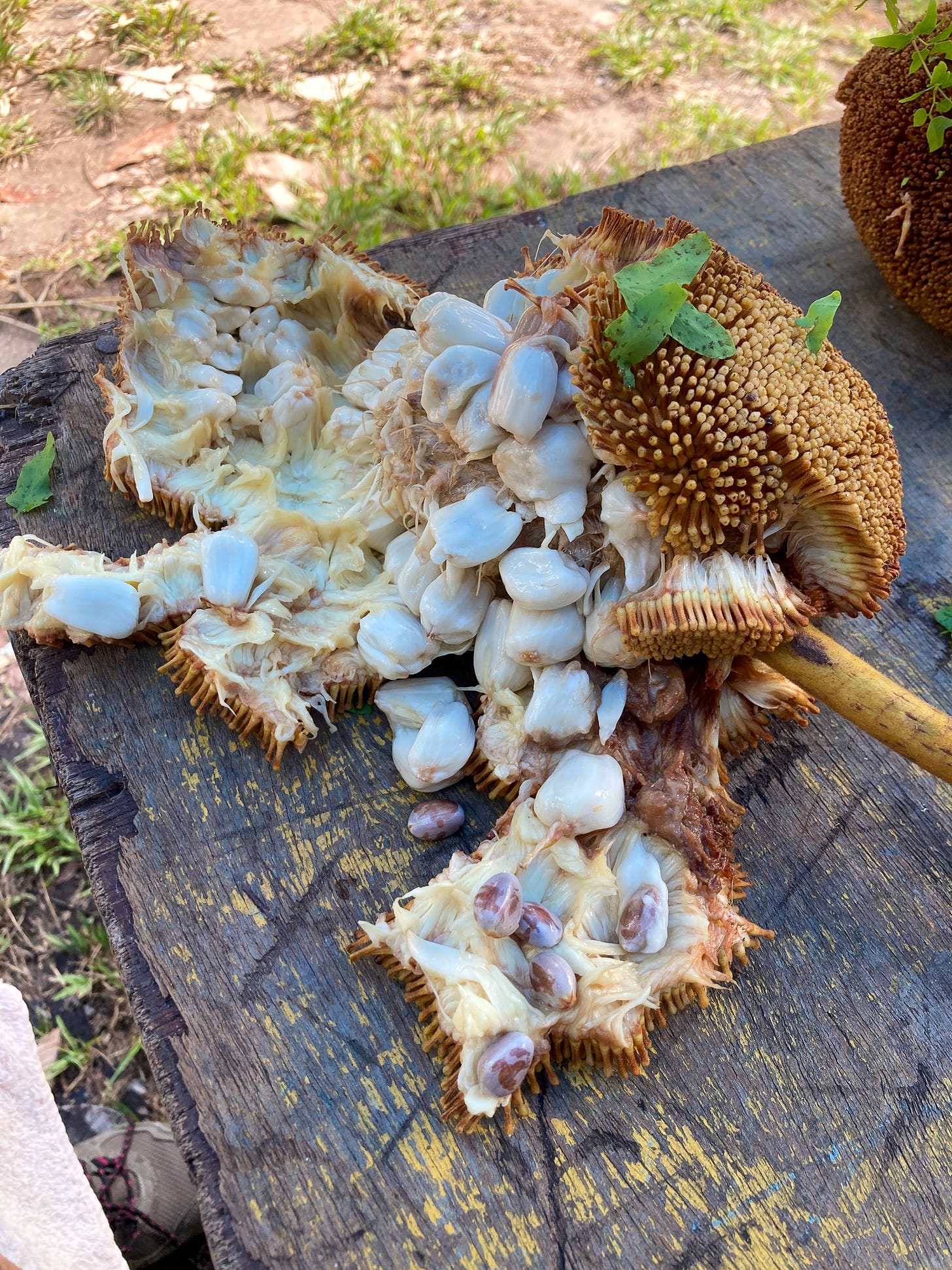 opened tarap opened tarap