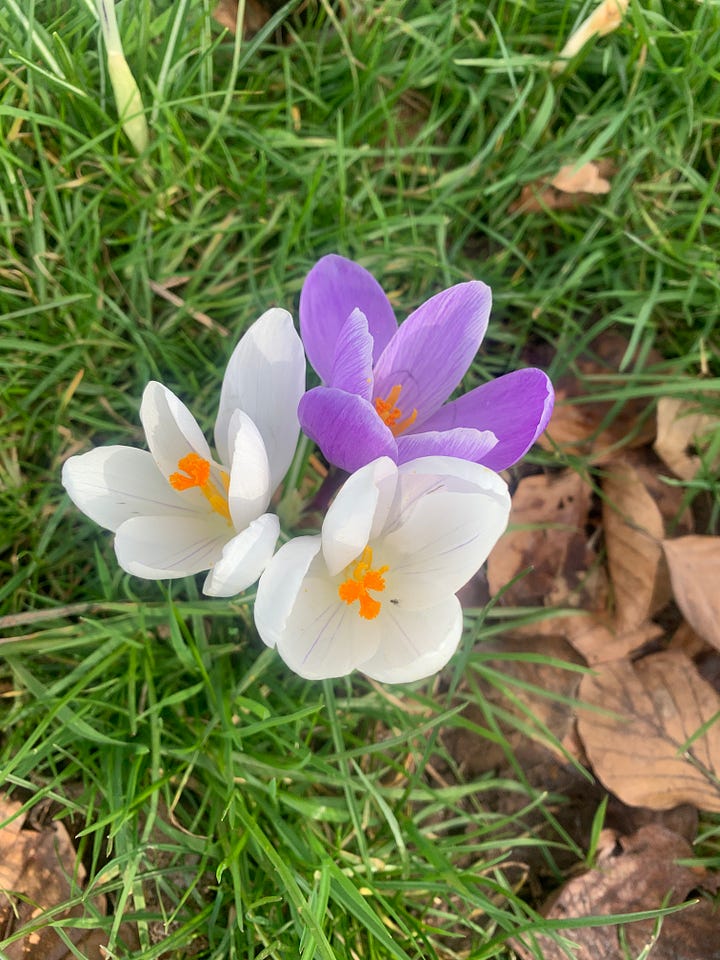 L-R: two white women sit in a garden, smiling at the camera, it's very sunny, there's food on the table between them, a mandala on the forest floor with a candle, flowers and cards, trees in the forest, three crocuses, two white, one purple