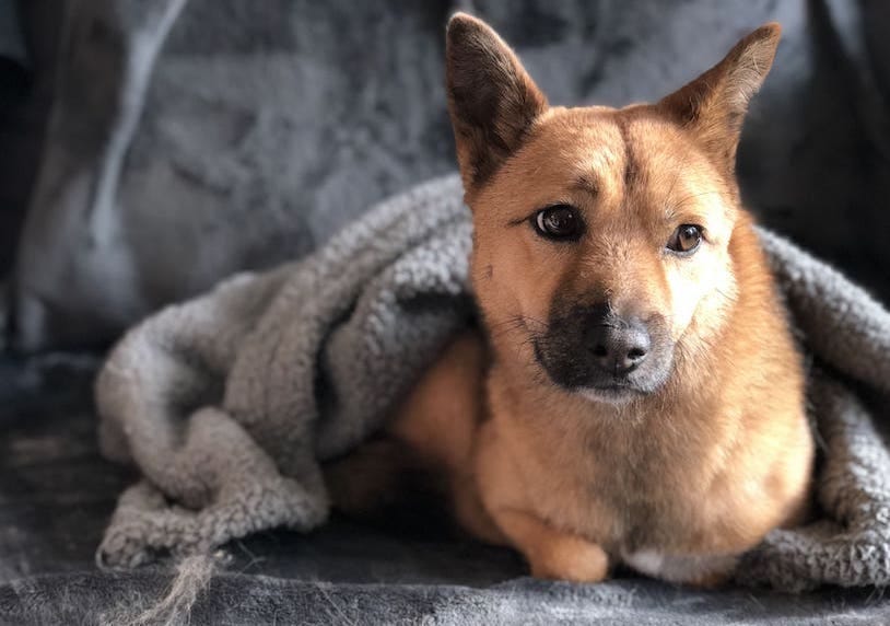 A very cute dog wrapped in a blanket looking pensively off to the right