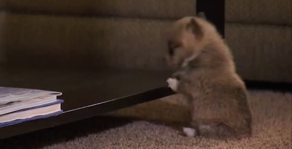 Download Dog Fail Animal Puppy Gif