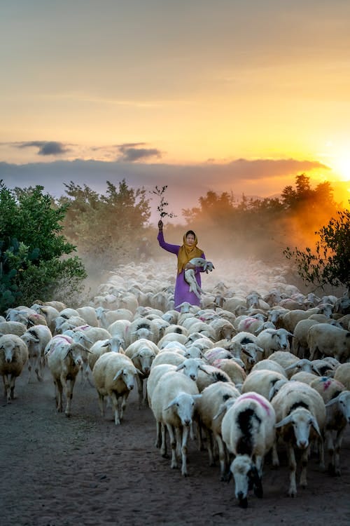Woman wearing a purple sari with a yellow head scarf holding a lamb and surrounded by sheep