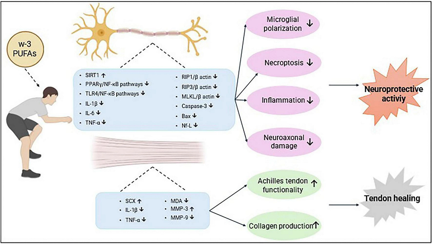Diagram illustrating how omega-3 polyunsaturated fatty acids (PUFAs) impact neuroprotection and tendon healing. Various cellular pathways and markers are downregulated, leading to reduced microglial polarization, necroptosis, inflammation, and neuroaxonal damage for neuroprotection, and improved Achilles tendon function and collagen production for tendon healing. Diagram illustrating how omega-3 polyunsaturated fatty acids (PUFAs) impact neuroprotection and tendon healing. Various cellular pathways and markers are downregulated, leading to reduced microglial polarization, necroptosis, inflammation, and neuroaxonal damage for neuroprotection, and improved Achilles tendon function and collagen production for tendon healing.