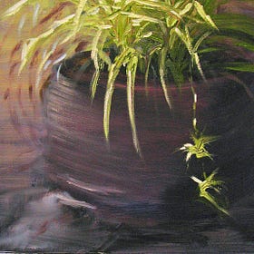 The Spiderplant Chronicles