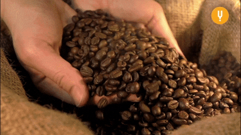 Hands lift coffee beans from a sack Hands lift coffee beans from a sack