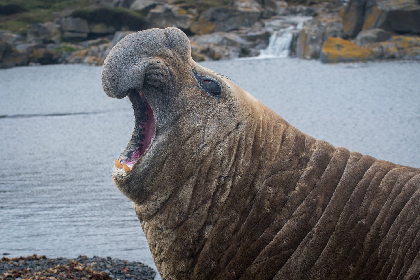 Southern elephant seal - Wikipedia Southern elephant seal - Wikipedia