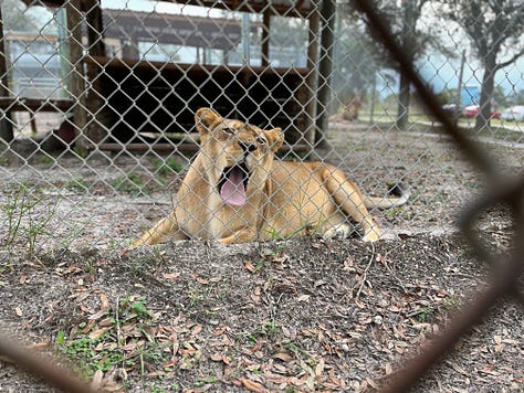 liger, tiger, lion, bear, peacock, wallaby, animals, pens