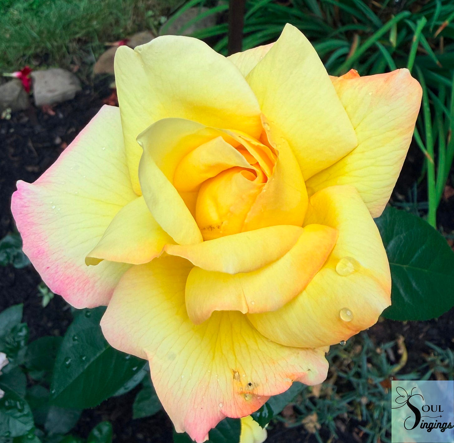 How God Sees You: a yellow rose in full bloom