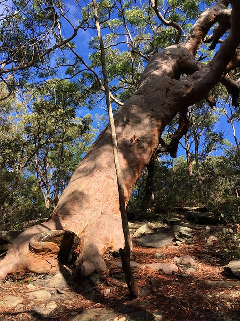 Womens rock, giant Grandmother Tree, crocodile writing