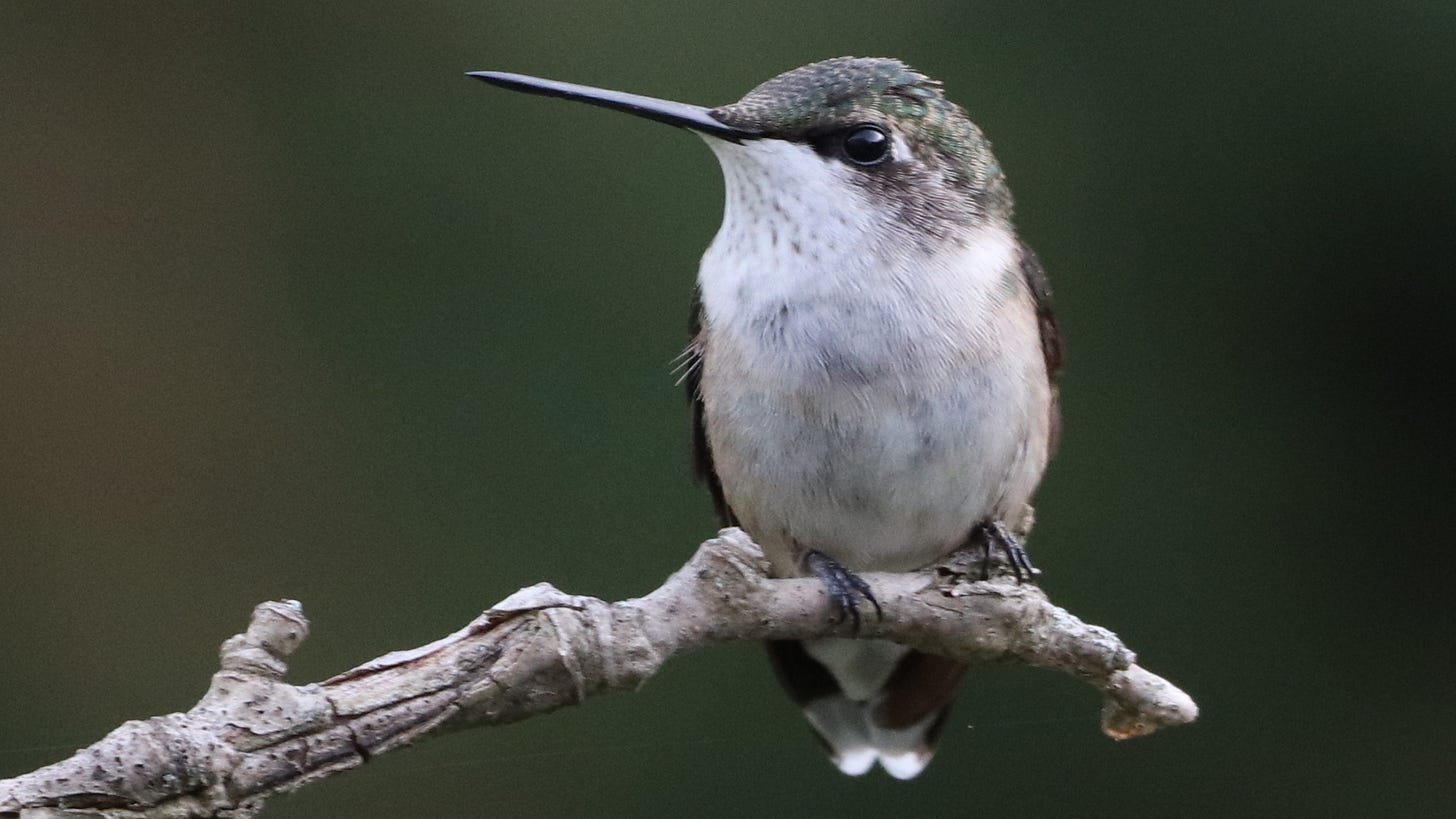 A ruby-throated hummingbird perches on skinny branch