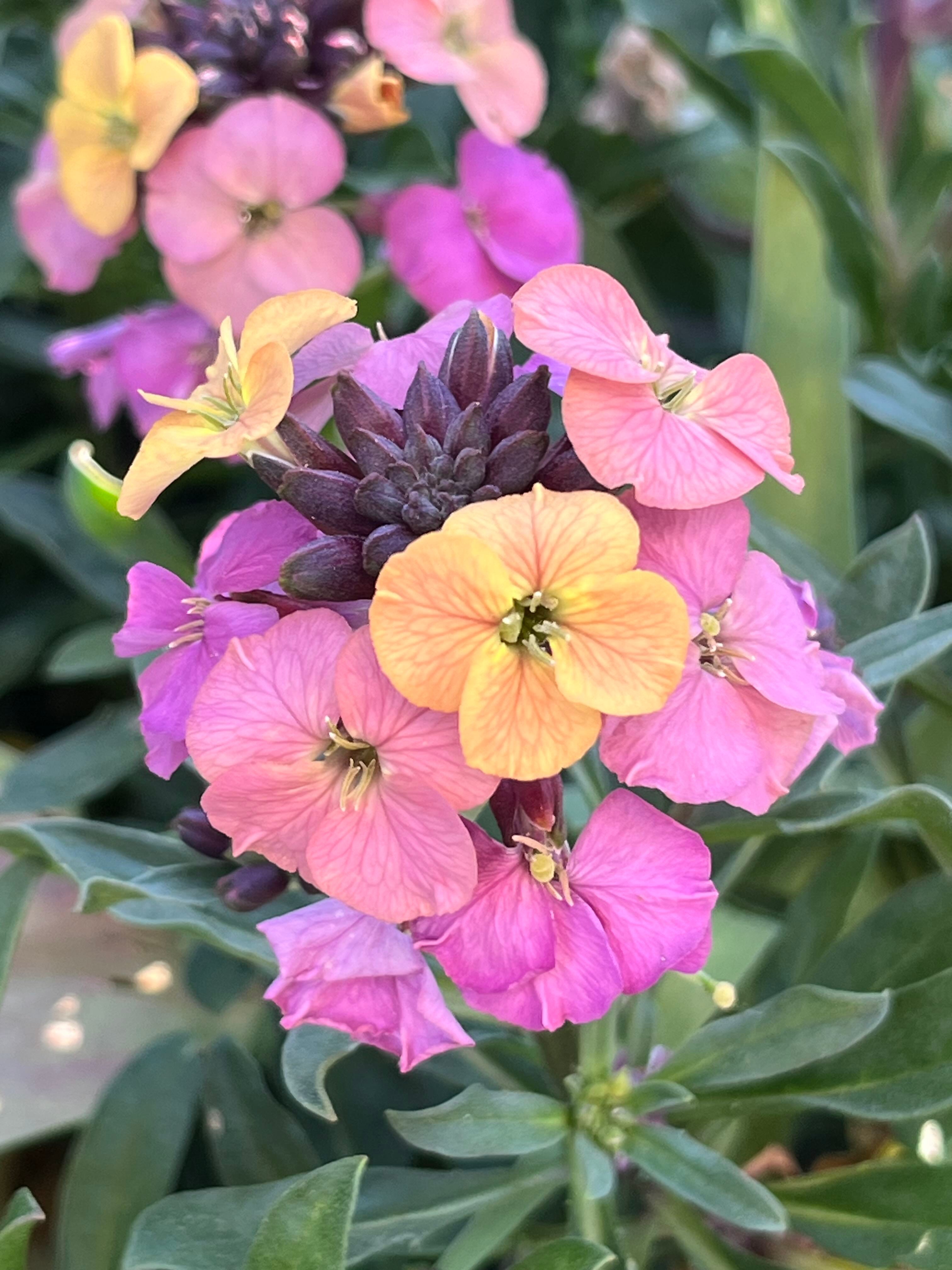 邦楽 Filled With Flowers/Wallflower Old fashioned wallflowers - by Clare Foster - Bud to Seed