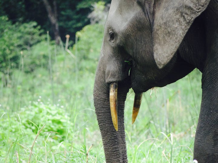 forest elephants