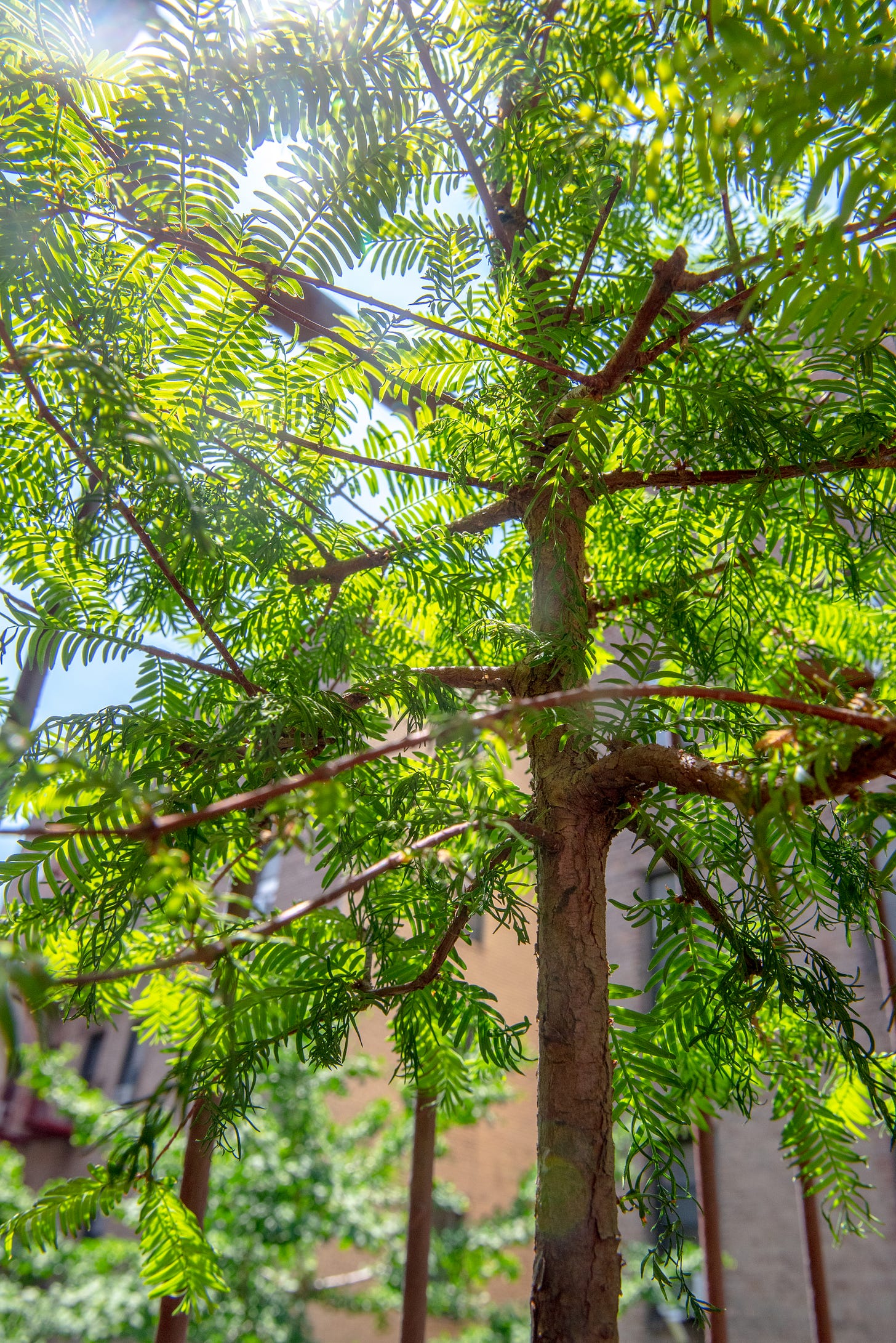 Image description: Photo of a dawn redwood bonsai tree from a low angle with the sun behind it. End image description.