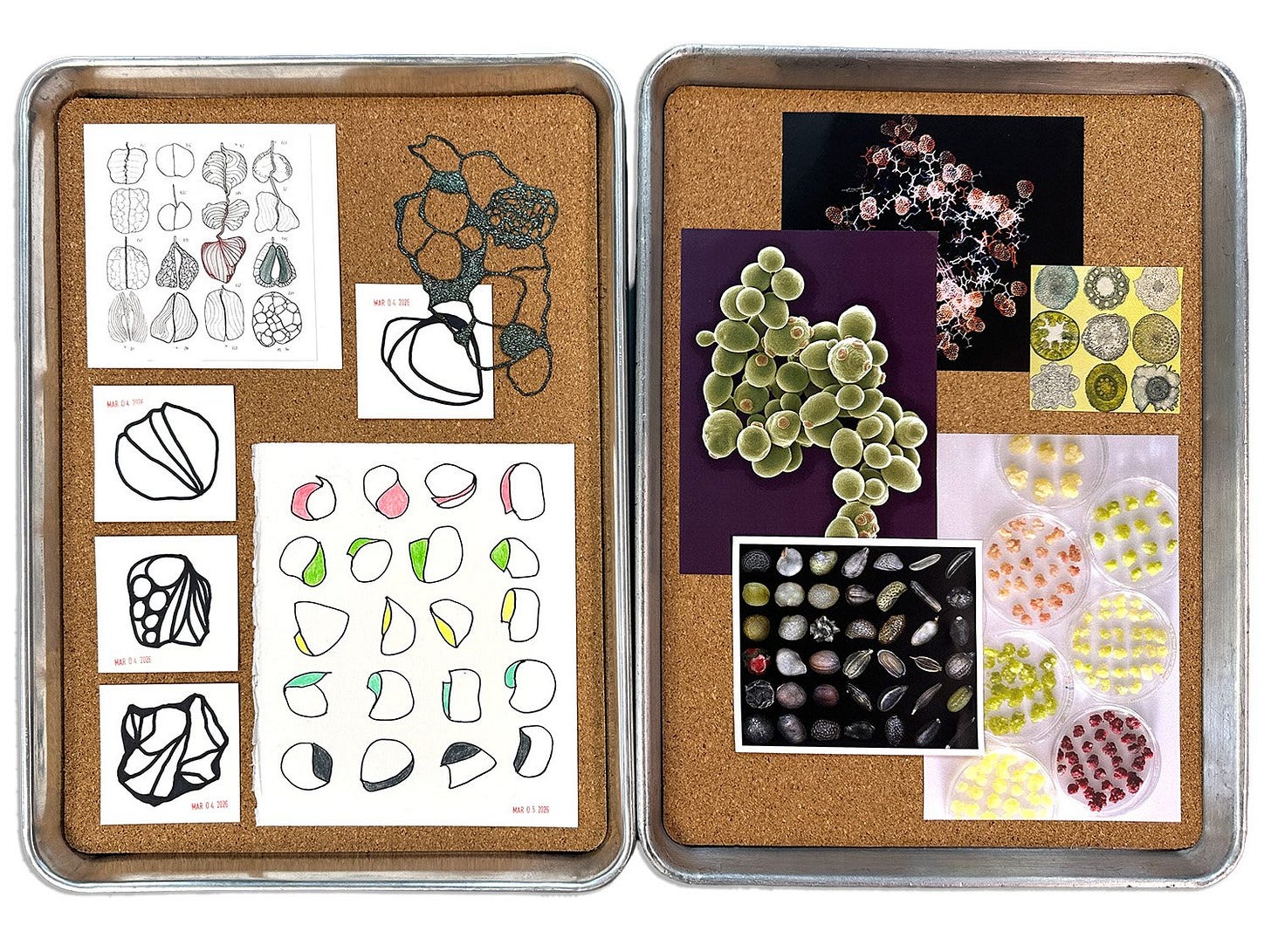 Two cork boards in metal trays hold drawings, clippings, textures, and seed and cell reference images.