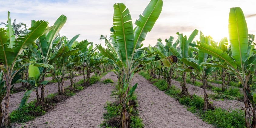 rows of growing bananas rows of growing bananas